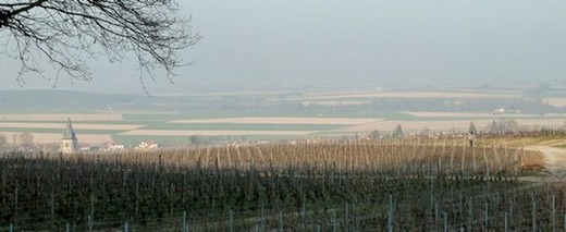 Champagne - Beginning of March - Massif de Saint Thierry area